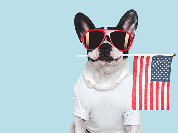 istock Cute puppy and American Flag. Studio shot 2216108466