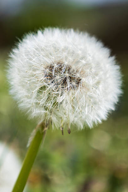 istock Close-up of a Dandelion Seed Head 2216108597