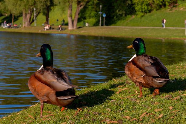 istock A pair of cute ducks on a lake. 2216110365