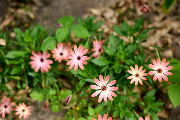 Beautiful pink cape marguerite daisies blooming in garden