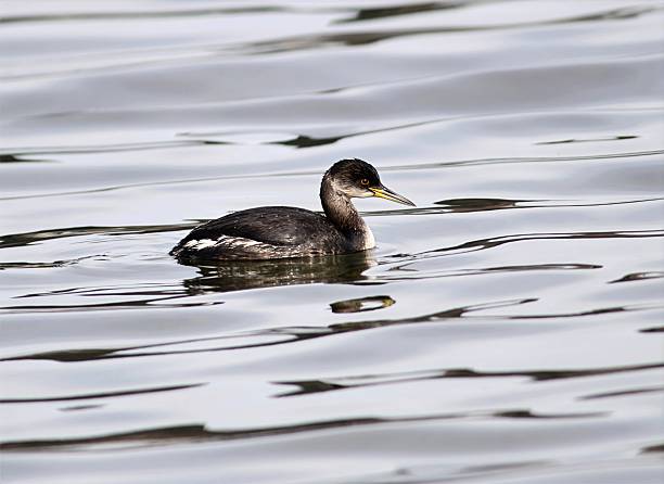 Black-necked Grebe swimming in calm water, Korea