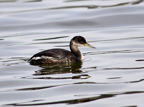 istock Black-necked Grebe swimming in calm water, Korea 2216113358