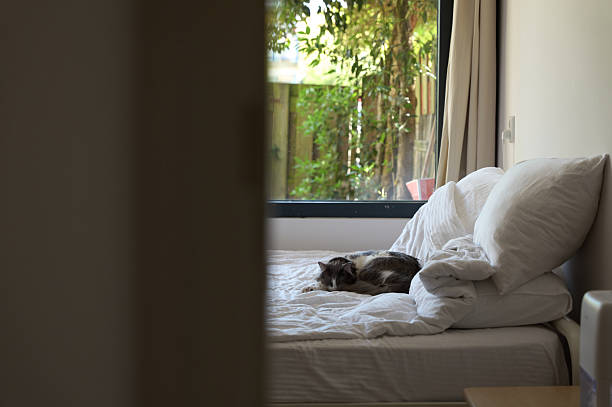 Grey and white cat sleeping peacefully on a bed in a bedroom with a window view of a garden