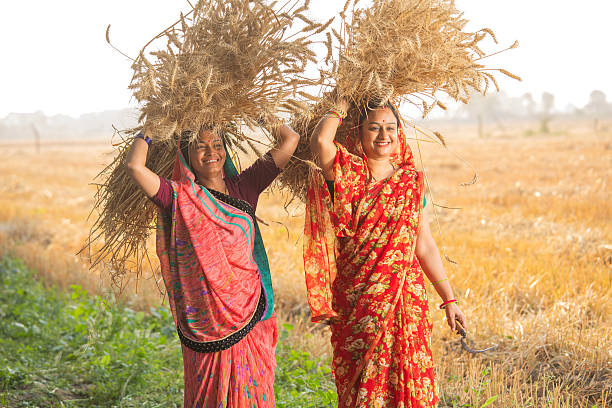 istock Women harvesting wheat crops in farm 2216115964