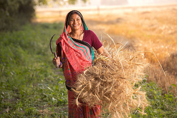 istock Women harvesting wheat crops in farm 2216115986