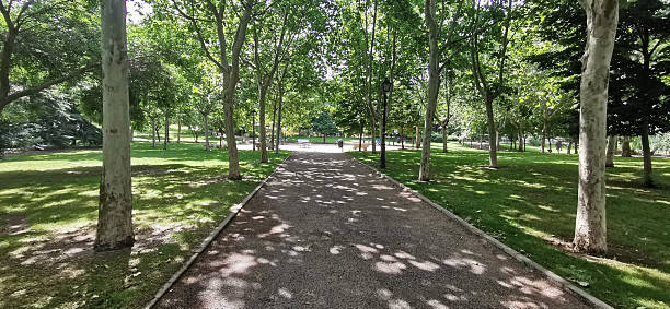 istock quiet green path in a relaxing wooded area 2216116166