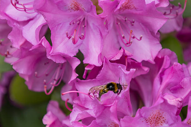 A buzzing bumblebee diligently gathers pollen from lush pink rhododendron flowers in a garden.