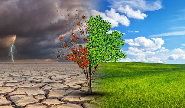 istock Environmental and global warming concepts, Live and dead big tree 2216118152