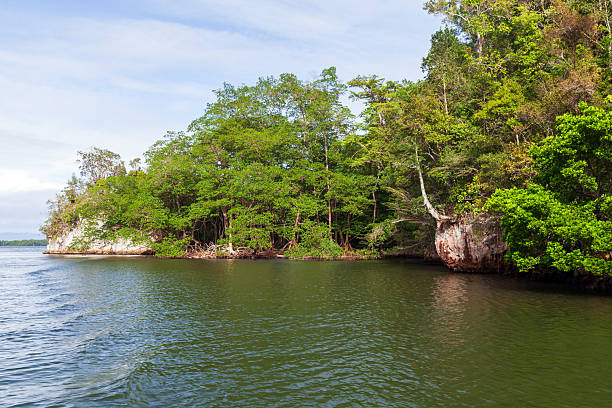 istock Lush green trees line the ocean coast, extending over calm water 2216118844