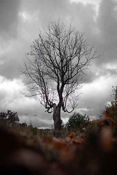 istock Solitary Bare Tree Standing Beneath Moody Autumn Skies in Wild Terrain 2216120541