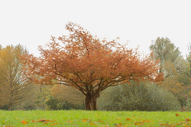 A solitary autumn tree with sprawling, rust-colored branches stands in a quiet green meadow. The remaining leaves cling to its limbs in delicate clusters, while a soft carpet of fallen foliage blends into the vibrant grass below. Hazy trees in the background add depth to this tranquil seasonal scene.