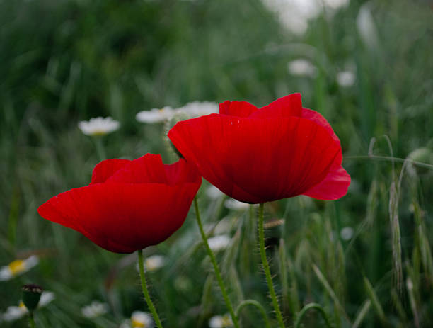 istock Blooming Red Poppies in a Summer Field 2216121733