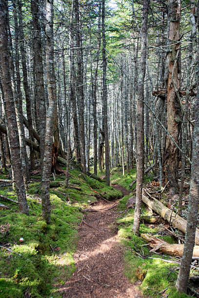 istock Coastal woods trail in Downeast Maine. 2216122632