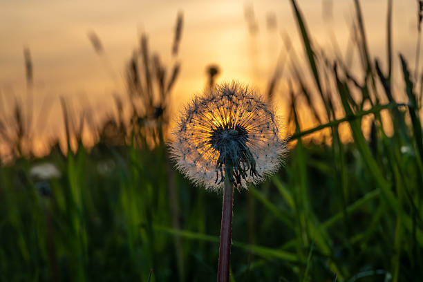 istock Color green spring fresh meadow with orange cloudy sunset in mountains 2216122657