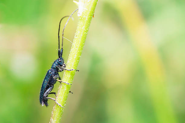 Small long-antennaed grasshopper, Pholidoptera griseoaptera