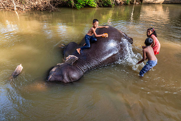 istock Children bathing an elephant in a river 2216124361