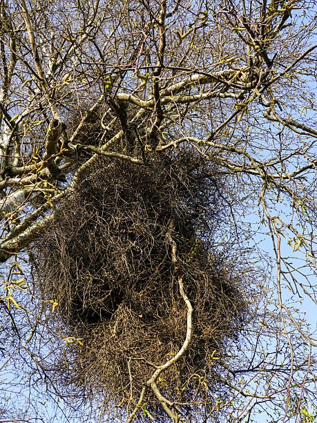 istock European mistletoe in nature, common mistletoe parasitizes on birch tree branches 2216124952