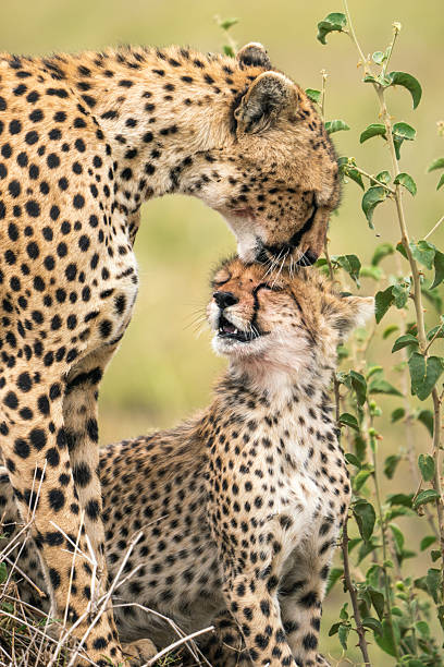 Mother Cheetah Kissing cub