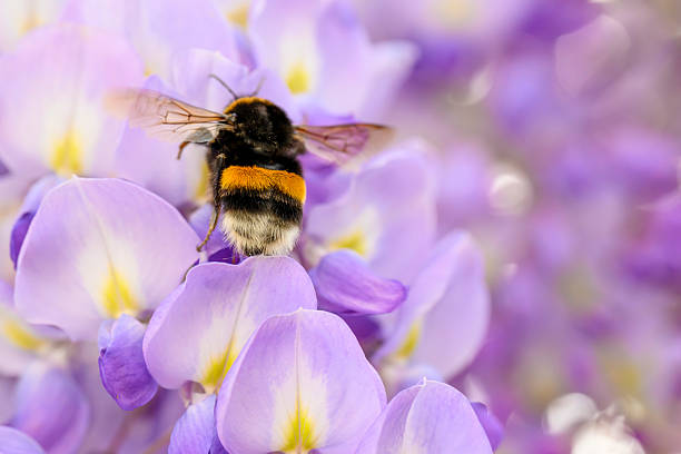 Close-up of a flying bumblebee at a Wisteria