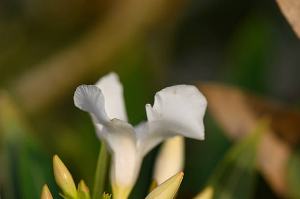 Cluster of white oleander flowers in full bloom. Delicate petals and green leaves under bright sunlight.