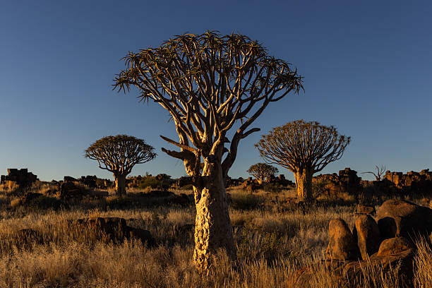 This image captures the essence of a Namibian safari — where desert landscapes meet incredible wildlife. Featuring iconic species such as cheetahs, giraffes, and oryx antelope, it showcases the unique biodiversity and raw beauty of Namibia’s arid ecosystems. Perfect for use in travel marketing, wildlife conservation content, safari promotions, or educational materials about Southern Africa’s natural heritage.