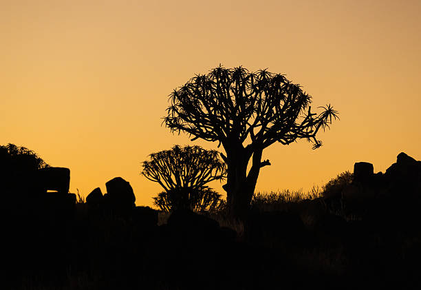 Quiver tree at sunrise in Namibia.
