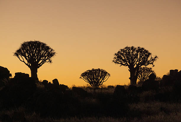 Landscape with Quiver Trees (Aloe dichotoma), Gaub Pass, Namibia