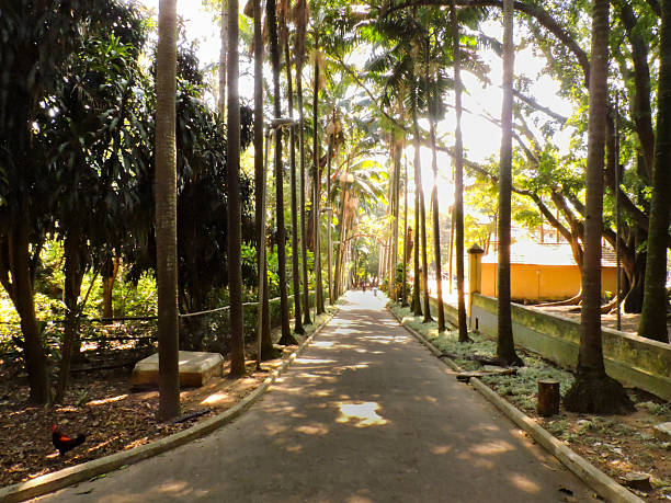 istock street in a park surrounded by old trees 2216126952