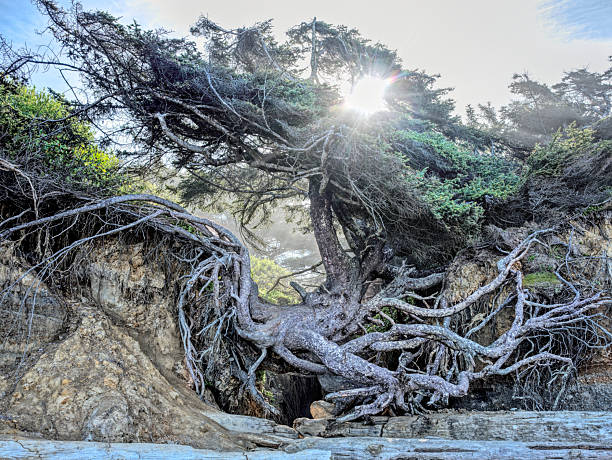 istock Sun shines through the Tree of Life. 2216127502