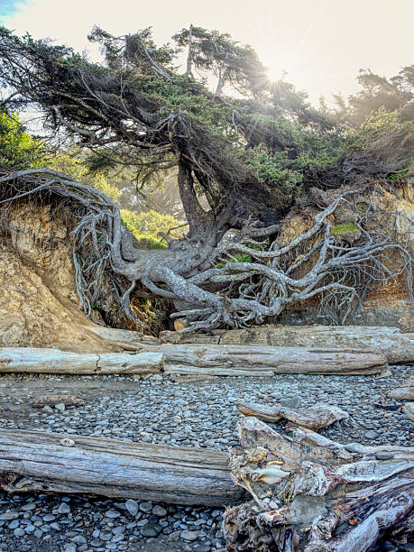 istock Tree of Life in Washington. 2216127505