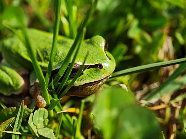 European green tree frog is hiding in the green grass in spring