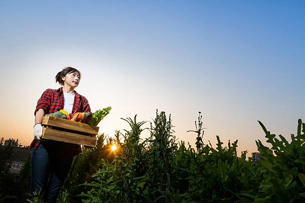 istock Female farmer carrying crate with vegetables 2216128211