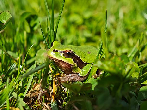 istock European tree frog resting in green grass during sunny day 2216128313