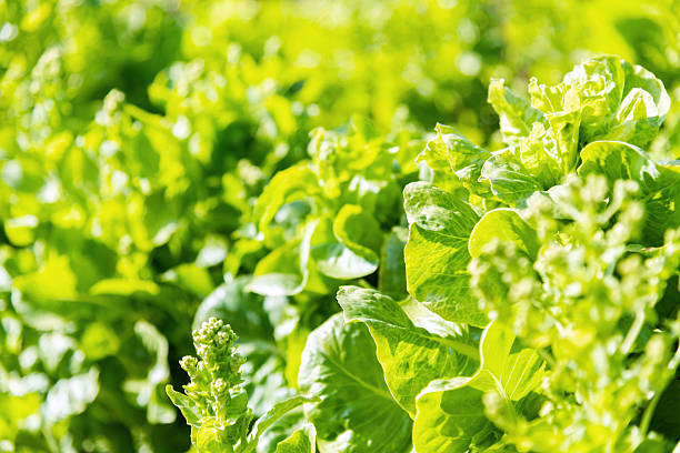 Fresh green lettuce growing in garden bed