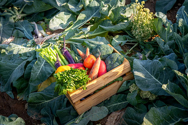 Top view of basket with harvest of many different vegetables, herbs, edible flowers. Farmers market, organic farming gardening harvesting, summer autumn harvest, healthy eco eating food concept