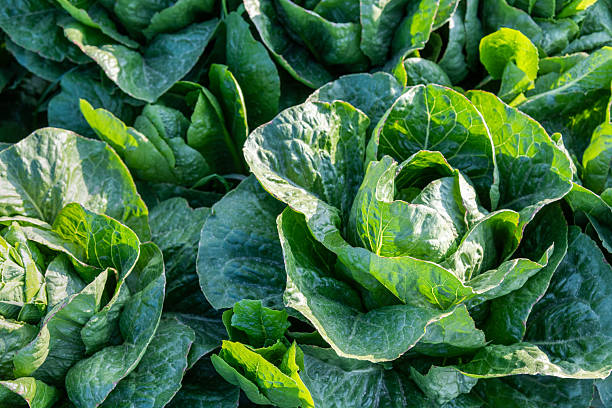 istock Green Lettuces growing in a field 2216128451