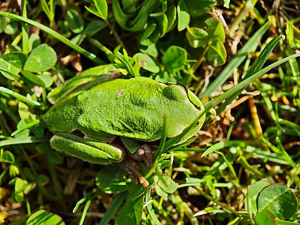 Tree Frog Through - Free photo on Pixabay