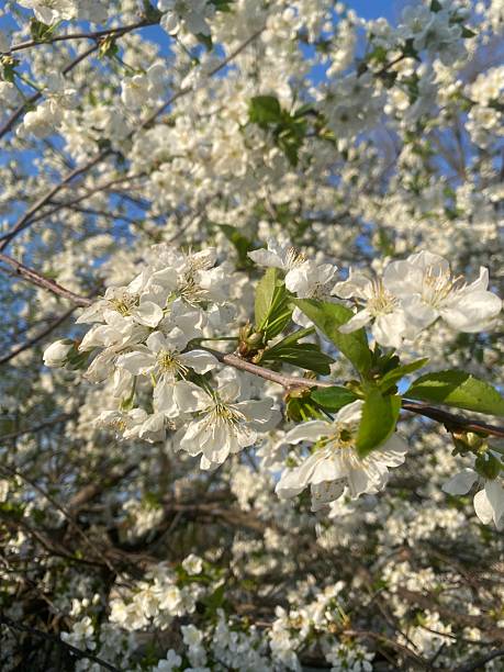 istock Photography of different flowers 2216129495