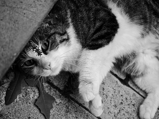 Cat relaxing under a step with ants on its head, black and white photography