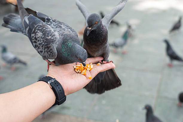 istock Two grey pigeons eat corn kernels from a person's outstretched hand outdoors. 2216129576