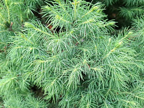 White Spruce in Romania. Picea laxa
