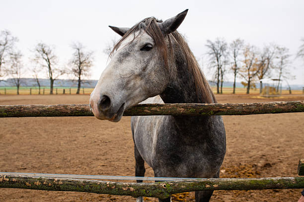 Gray Horse Standing in Fenced Riding Arena During Autumn