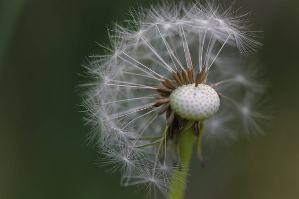 istock Dandelion clock with half of seeds blown away 2216131802