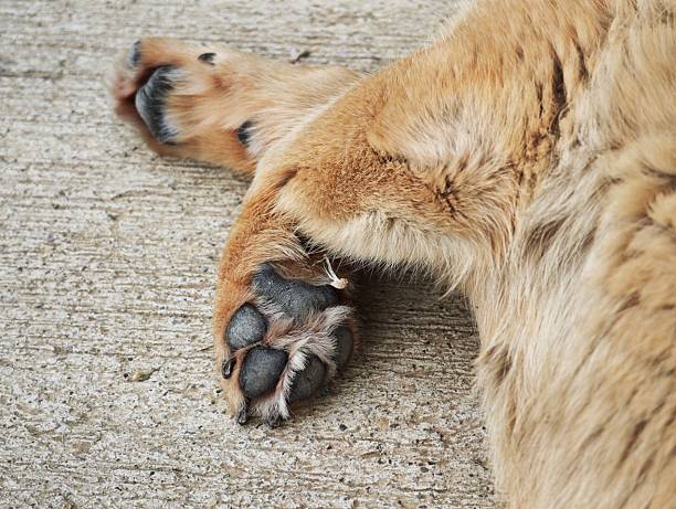 istock Dog paws resting on concrete floor 2216133087