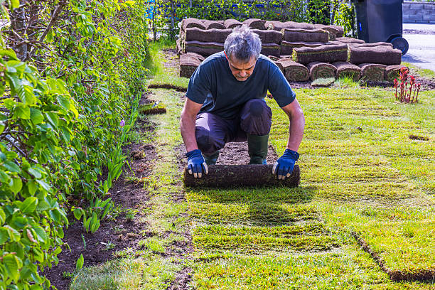 istock Man laying rolled lawn along hedge, pressing turf tightly to soil with both hands in spring garden. Sweden. 2216133979
