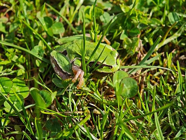 freshly metamorphosed common toad, Bufo bufo, in grass