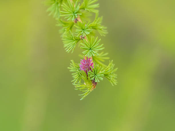 Larch tree fresh pink cones blossom at spring on nature background. Branches with young needles European larch Larix decidua with pink flowers.