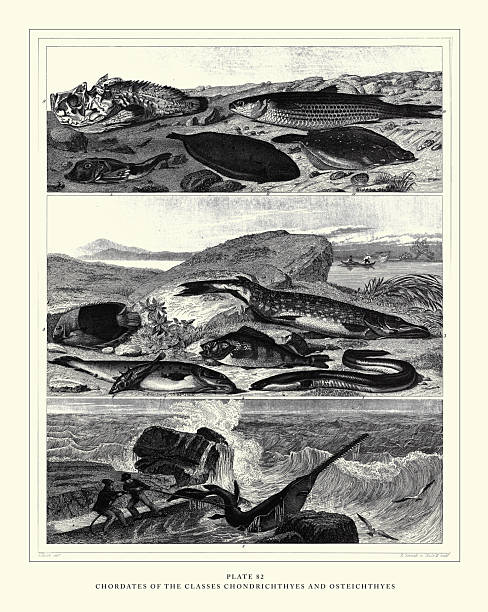 Chordates of the Classes Chondrichthyes and Osteichthyes Engraving Antique Illustration, Published 1851. Source: Original edition from my own archives. Copyright has expired on this artwork. Digitally restored.