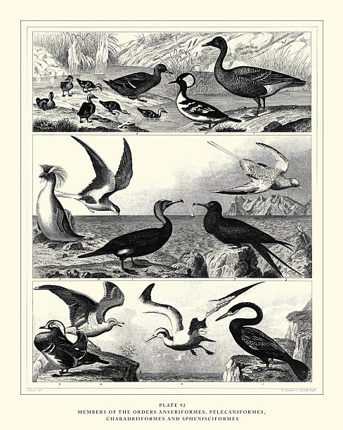 Aves of the Orders Podicipediformes, Pelecaniformes, Sphenisciformes, and Gaviiformes Engraving Antique Illustration, Published 1851. Source: Original edition from my own archives. Copyright has expired on this artwork. Digitally restored.