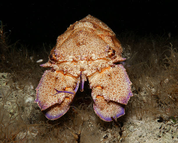 istock Slipper lobster from the Mediterranean Sea 2216138486